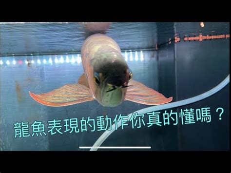 龍魚擋災|【龍魚風水】龍魚風水大解析：驚人的擋災秘密！ – 鄧廣會師傅